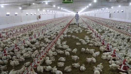 'Hayal bile edemezdik' diyen muhtar, TKDK'dan aldığı destek ile köyünü tavuk ve besi çiftliğine döndürdü