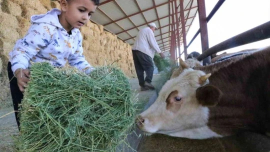 'Hayal bile edemezdik' diyen muhtar, TKDK'dan aldığı destek ile köyünü tavuk ve besi çiftliğine döndürdü