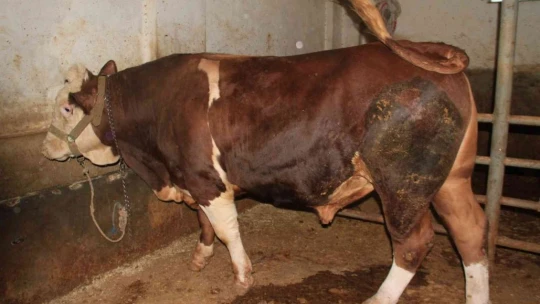 1 ton 200 kiloluk 'Kral' alıcısını bekliyor