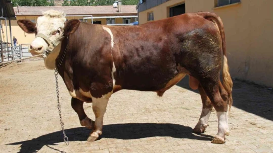 1 ton 200 kiloluk 'Kral' alıcısını bekliyor