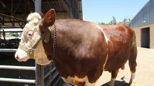 1 ton 200 kiloluk 'Kral' alıcısını bekliyor