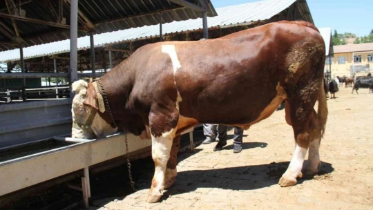 1 ton 200 kiloluk 'Kral' alıcısını bekliyor