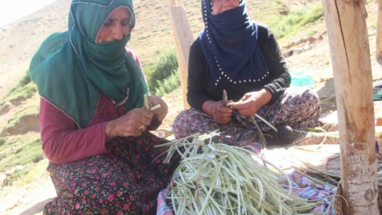 2 bin 500 rakımlı dağın zirvesinde soğuk su etrafında yetişiyor, yemek ve çökelekleri tatlandırıyor