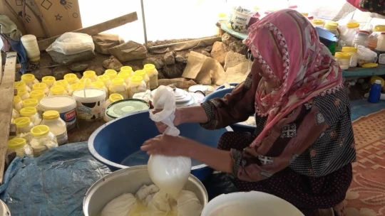 2 bin 500 rakımlı dağın zirvesinde soğuk su etrafında yetişiyor, yemek ve çökelekleri tatlandırıyor