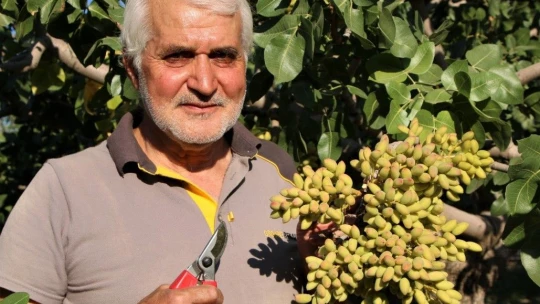 26 yıl önce hobi olarak diktiği fıstık ağaçları gelir kaynağı oldu