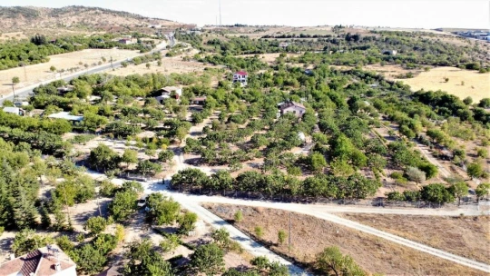 26 yıl önce hobi olarak diktiği fıstık ağaçları gelir kaynağı oldu