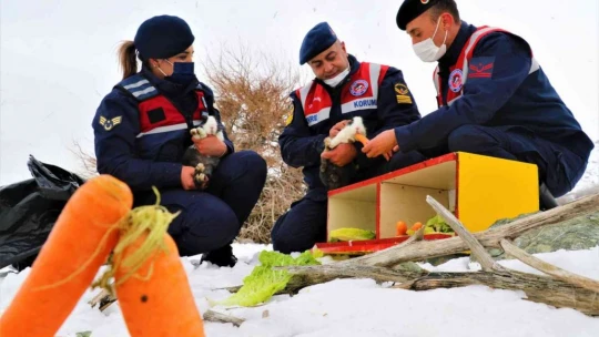 35 dönümlük ada, tavşan ve martılara emanet