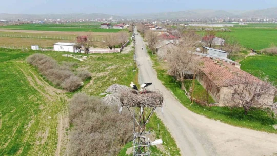 60 yıldır aynı direğe yuva yapıyorlardı, bu yıl yine geldiler