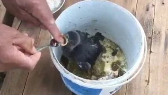 76 yaşındaki Akif Amca, yavru kargayı bebek gibi besliyor