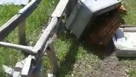 Aç kalan ayı arı kovanlarını parçaladı
