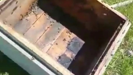 Aç kalan ayı arı kovanlarını parçaladı