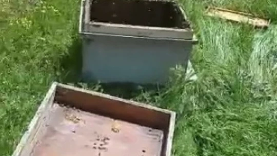 Aç kalan ayı arı kovanlarını parçaladı