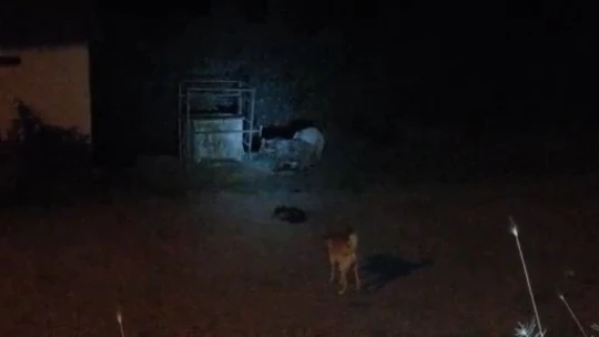 Aç kalan ayılar ilçe merkezine indi, köpekleri kovalayıp çöpten karnını doyurdu