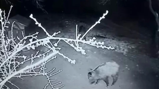 Aç kalan domuz sürüsü evin bahçesine girdi