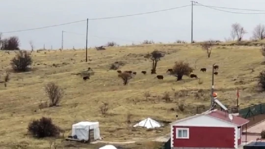 Aç kalan domuz sürüsü şehir merkezine indi