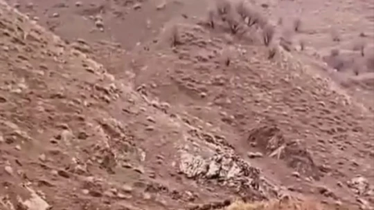 Aç kalan domuzlar, sürü halinde yiyecek ararken görüntülendi
