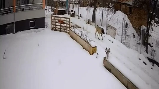 Aç kalan sokak köpekleri tavuklara saldırdı, o anlar güvenlik kamerasına yansıdı
