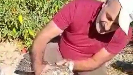 Acı biber yiyip kalbi duran şahini, çiftçinin masajı kurtardı