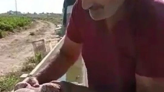 Acı biber yiyip kalbi duran şahini, çiftçinin masajı kurtardı