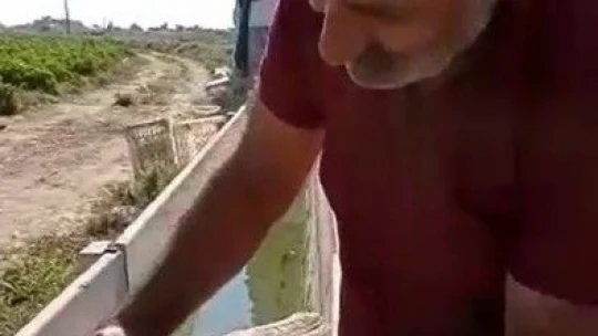 Acı biber yiyip kalbi duran şahini, çiftçinin masajı kurtardı