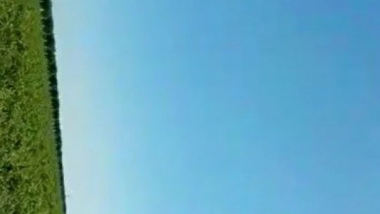 Acı biber yiyip kalbi duran şahini, çiftçinin masajı kurtardı