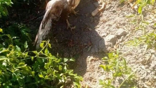 Acı biber yiyip kalbi duran şahini, çiftçinin masajı kurtardı