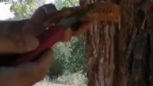 Ağaç gövdesinden kova kova bal çıktı, görenler hayrete düştü