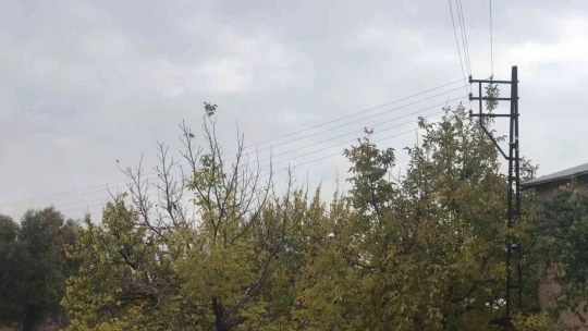 Ağaçların arasında kalan elektrik telleri tehlike saçıyor, vatandaşlar çözüm bekliyor