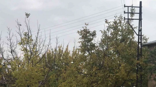 Ağaçların arasında kalan elektrik telleri tehlike saçıyor, vatandaşlar çözüm bekliyor