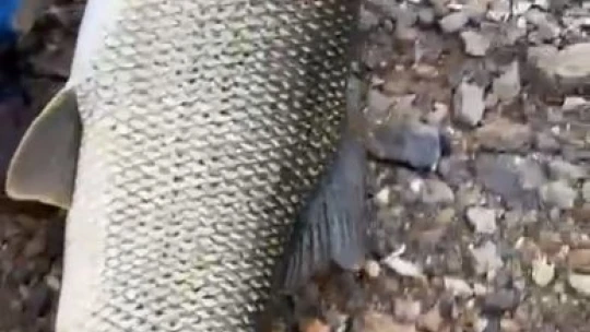 Amatör balıkçı, oltayla 1.16 metre uzunluğunda turna balığı tuttu