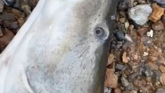 Amatör balıkçı, oltayla 1.16 metre uzunluğunda turna balığı tuttu
