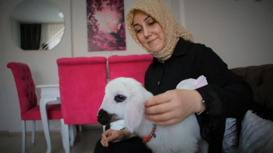 Annesinin reddettiği kuzuya, sağlıkçı şefkati