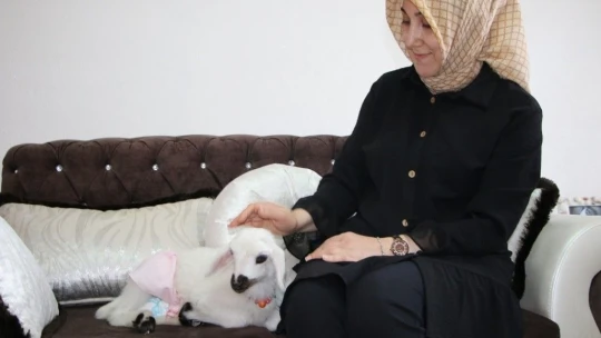 Annesinin reddettiği kuzuya, sağlıkçı şefkati