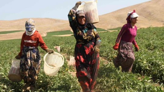 Aracılara isyan eden tarla sahibi halka seslendi, 'Gelin tarladan 4 liraya alın'