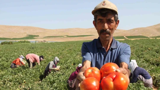 Aracılara isyan eden tarla sahibi halka seslendi, 'Gelin tarladan 4 liraya alın'