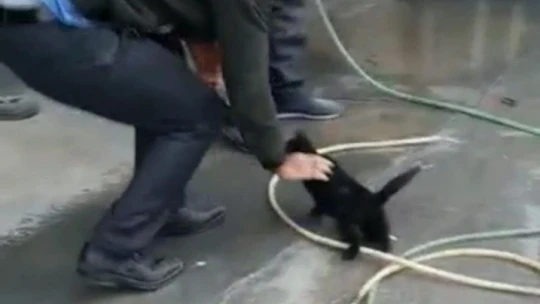 Aracın motoruna sıkışan yavru kedi, 2 saat süren çalışma ile çıkartıldı