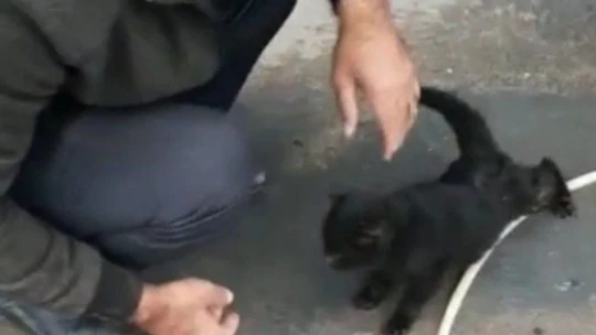 Aracın motoruna sıkışan yavru kedi, 2 saat süren çalışma ile çıkartıldı