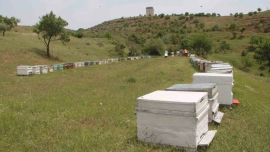Arıcılar baharda da umduğunu bulamadı, yağışlar bal verimini düşürdü