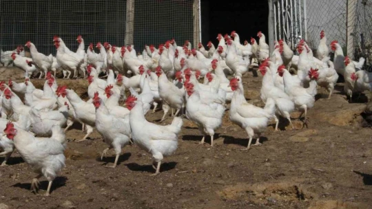 Artan yem fiyatlarına kızdı bin 500 tane tavuğu vatandaşlara ücretsiz dağıtmaya başladı