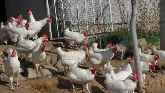 Artan yem fiyatlarına kızdı bin 500 tane tavuğu vatandaşlara ücretsiz dağıtmaya başladı