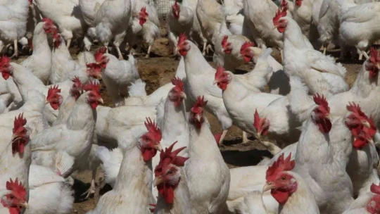 Artan yem fiyatlarına kızdı bin 500 tane tavuğu vatandaşlara ücretsiz dağıtmaya başladı