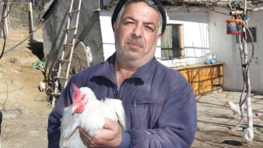 Artan yem fiyatlarına kızdı bin 500 tane tavuğu vatandaşlara ücretsiz dağıtmaya başladı