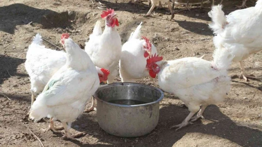 Artan yem fiyatlarına kızdı bin 500 tane tavuğu vatandaşlara ücretsiz dağıtmaya başladı