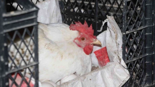 Artan yem fiyatlarına kızdı bin 500 tane tavuğu vatandaşlara ücretsiz dağıtmaya başladı