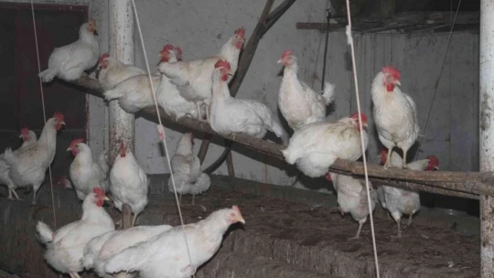 Artan yem fiyatlarına kızdı bin 500 tane tavuğu vatandaşlara ücretsiz dağıtmaya başladı