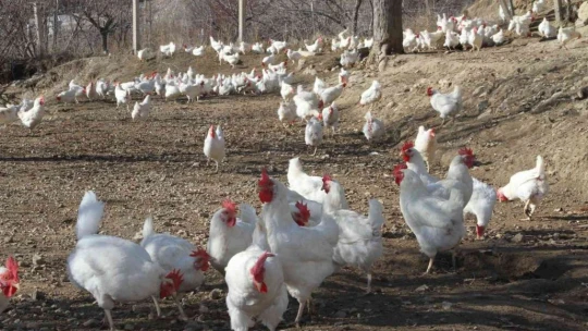 Artan yem fiyatlarına kızdı bin 500 tane tavuğu vatandaşlara ücretsiz dağıtmaya başladı