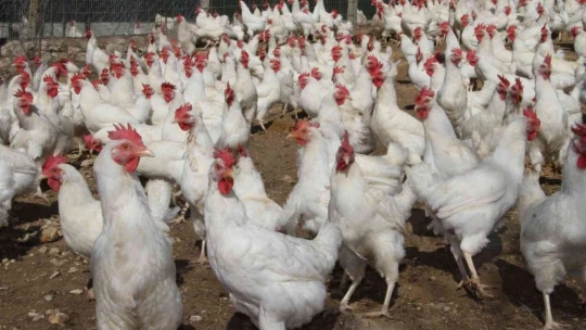 Artan yem fiyatlarına kızdı bin 500 tane tavuğu vatandaşlara ücretsiz dağıtmaya başladı