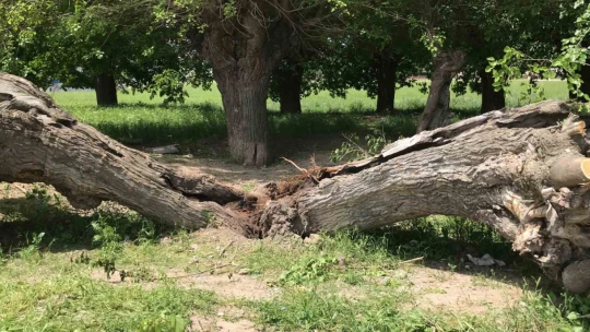 Asırlık dut ağacı ortadan ikiye ayrılıp devrildi