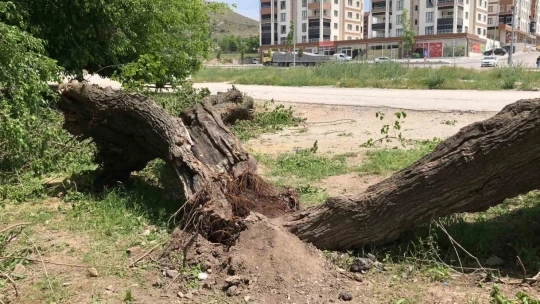 Asırlık dut ağacı ortadan ikiye ayrılıp devrildi