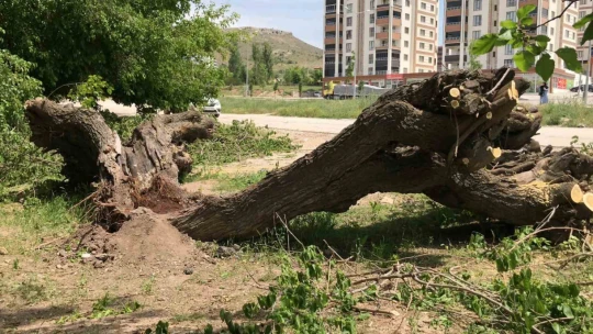 Asırlık dut ağacı ortadan ikiye ayrılıp devrildi
